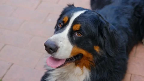 Bernese mountain dog panting in the sun. Black and brown shepherd dog. Stock Footage 136652399