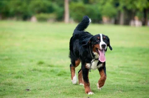 Bernese mountain dog Stock Photos