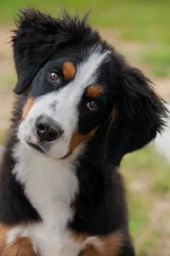 Bernese mountain dog Stock Photos