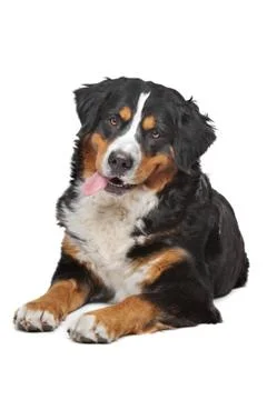 Bernese Mountain Dog Stock Photos