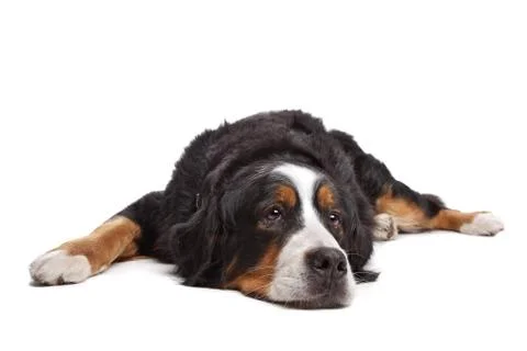 Bernese Mountain Dog Stock Photos