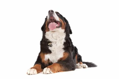 Bernese Mountain Dog Stock Photos