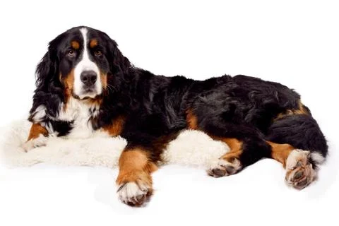 Bernese Mountain Dog Stock Photos
