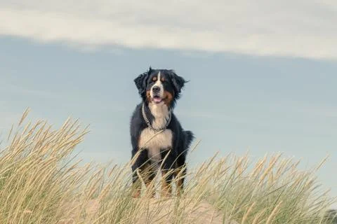 Bernese mountain dog Фото