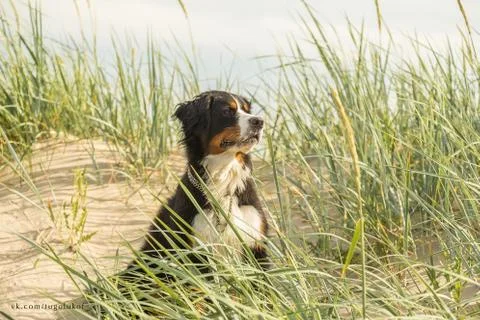 Bernese mountain dog Foto stock