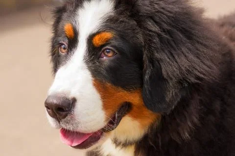 Bernese mountain dog Stock Photos