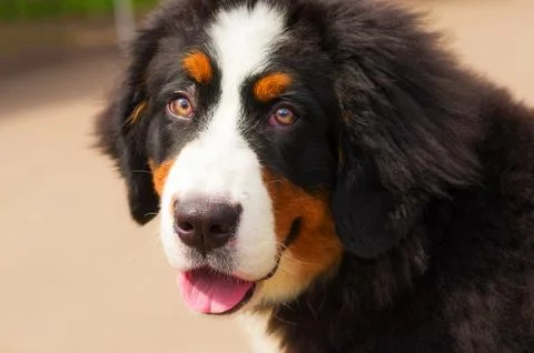 Bernese mountain dog Stock Photos