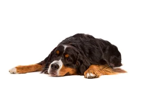 Bernese mountain dog Stock Photos