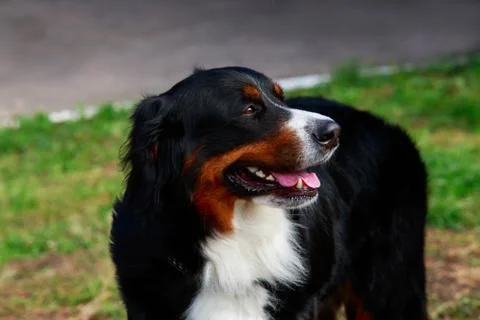 Bernese Mountain Dog Stock Photos
