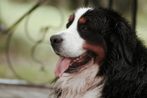 Bernese Mountain Dog Stock Photos
