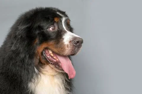 Bernese Mountain Dog Stock Photos