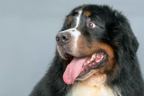 Bernese Mountain Dog Stock Photos