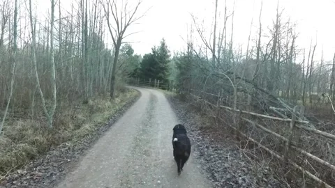 Bernese Mountain Dog playfully running Stock Footage
