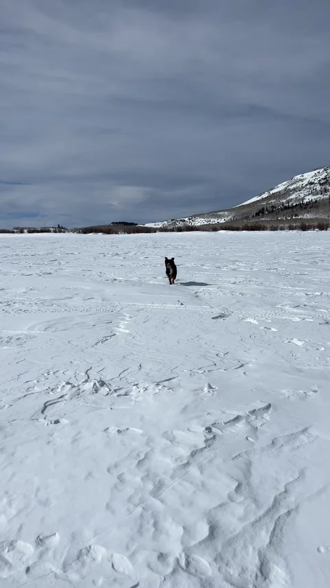 Bernese Mountain Dog Playing in the snow Stock Footage 282036432