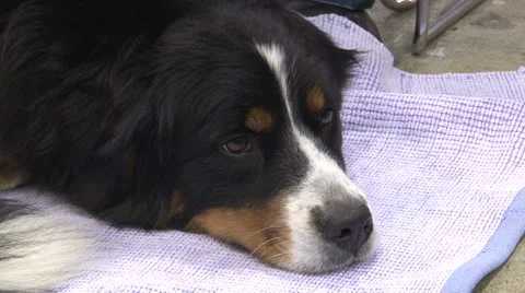 Bernese Mountain Dog resting,close up Stock Footage 45592214
