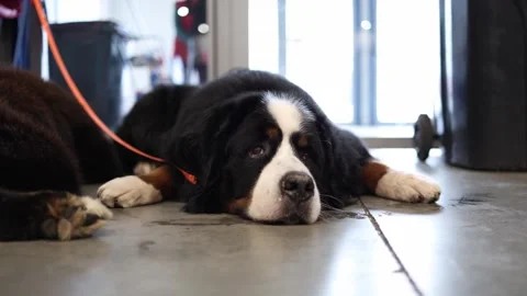 A Bernese Mountain Dog rests calmly on the floor, showcasing its peaceful demean Stock Footage 294780492