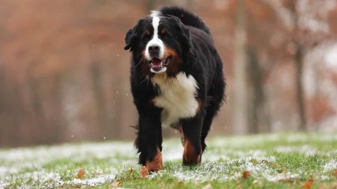 Bernese Mountain Dog runs through the forest on icy grass in autumn Stock Footage 232531484