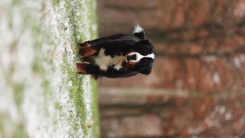 Bernese Mountain Dog runs through the forest on icy grass in autumn. Vertical Stock Footage 240057006
