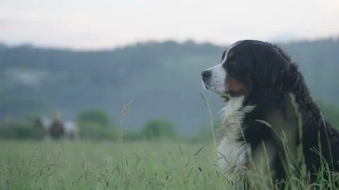 Bernese mountain dog seating in the grass, Carpathian Mountains, Poland 動画素材 237509533