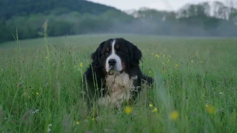 Bernese mountain dog seating in the grass, mountains of Serbia Stock Footage 237515527