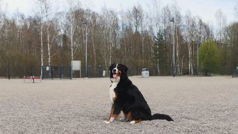 Bernese mountain dog sitting outside Stock Footage 129556133