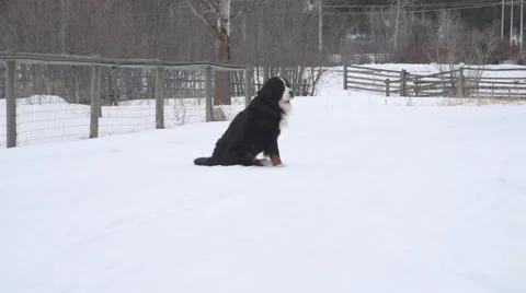 Bernese Mountain Dog in slow motion 스톡 동영상 60400476