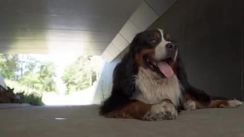Bernese Mountain Dog under bridge. Stock Footage 305371834
