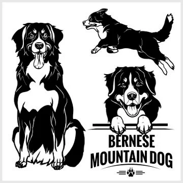 Bernese Mountain Dog - vector set isolated illustration on white background Stock Illustration
