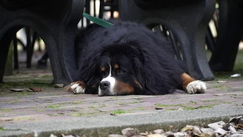 Bernese Mountain Dog waiting for its owner Video stock 80258672