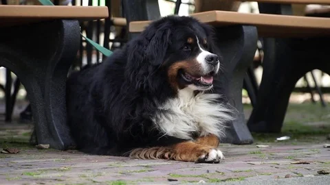 Bernese Mountain Dog waiting for its owner Video stock 80260975