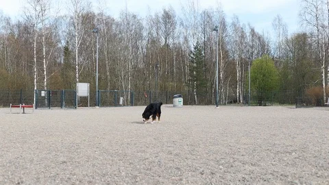 Bernese mountain dog walking around Stock Footage 129555879