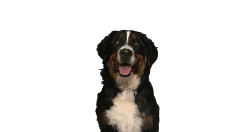 Bernese Mountain Dog on a white background Video stock 119155869