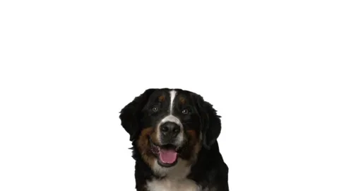 Bernese Mountain Dog on a white background Stock-Footage 119155895