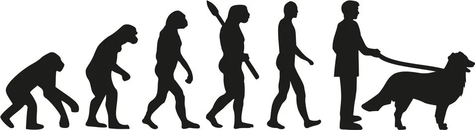 Bernese mountain evolution Stock Illustration