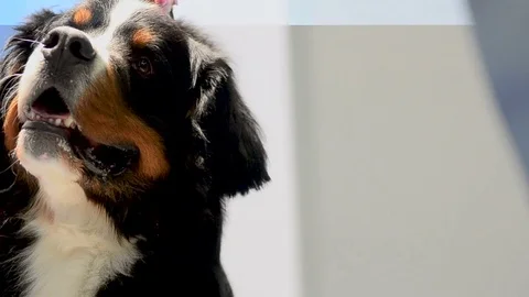 Bernese sennenhund Stock Footage 82741911