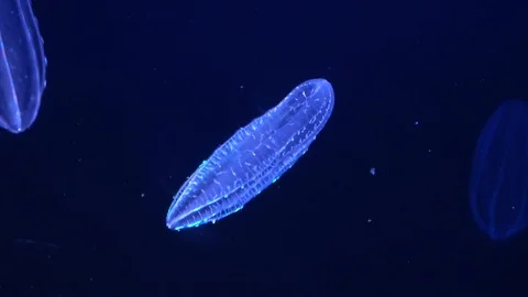Beroe cucumis, comb jelly, shimmering in the water, 4K, raw Vidéo 93542777
