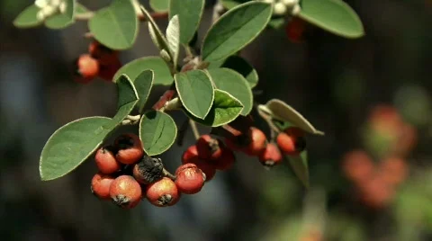Berries 01 Stock Footage 330481