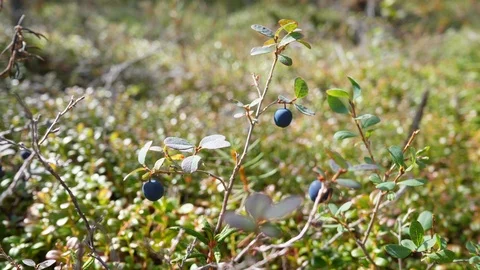 Berries 01 Video stock 114824277
