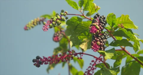Berries Against Blue Sky Stock Footage 42107675