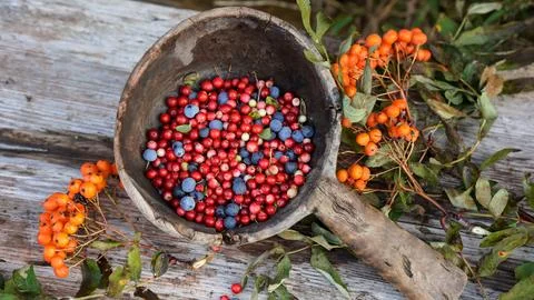 Berries are red and blue on the background of an old wooden surface Stock Photos