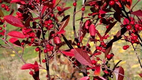 The berries of Aronia, a bright red Stock Footage 74629115