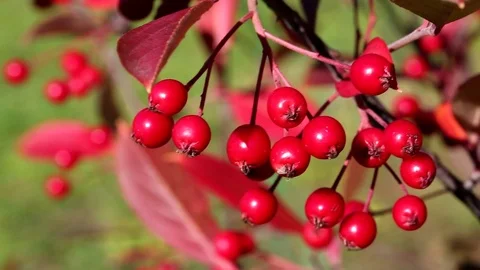 The berries of Aronia, a bright red Stock Footage 74629125