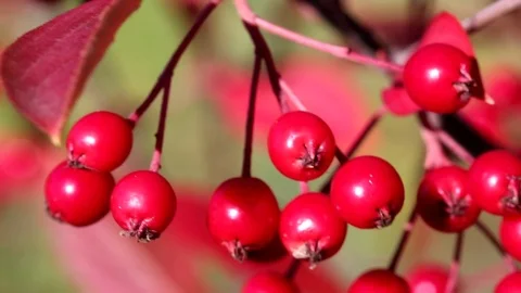 The berries of Aronia, a bright red Stock Footage 74629135