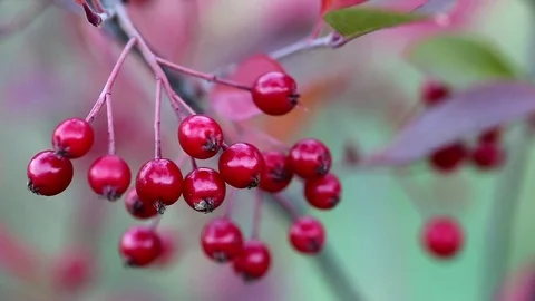 The berries of Aronia, a bright red Stock Footage 74629137