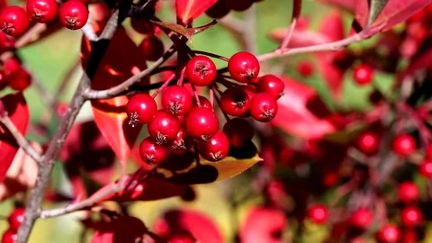 The berries of Aronia, a bright red Stock Footage 74629148