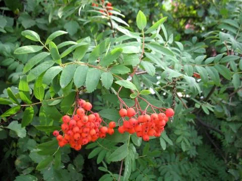 Berries of ashberry Stock Photos