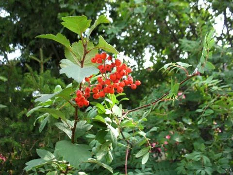 Berries of ashberry Stock Photos