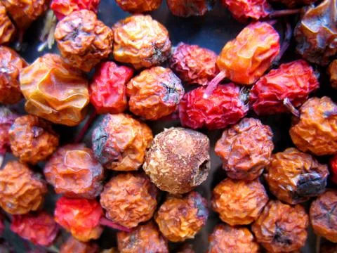 Berries of ashberry Stock Photos