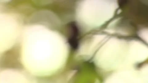 Berries in the Autumn Stock Footage 10578703