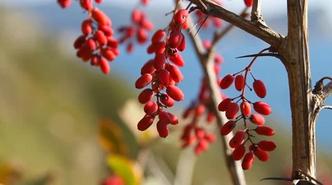 The berries of barberry Stock Footage 54689592